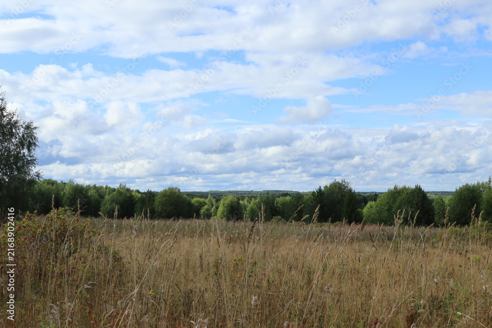 Fototapeta premium landscape with trees and clouds