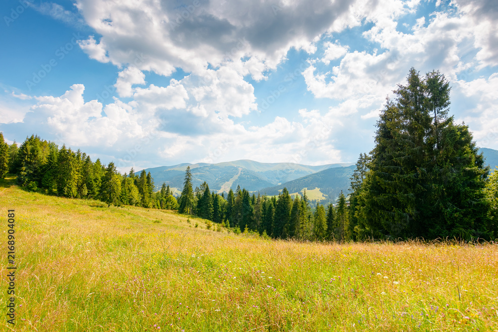 Fototapeta premium countryside mountain landscape in summer. lush grassy pasture on a hill near forest. rural outdoor adventure background. alpine highland of ukraine on a sunny afternoon
