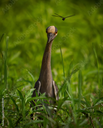 Yellow-crowned Night Heron sizing  up dragon fly 