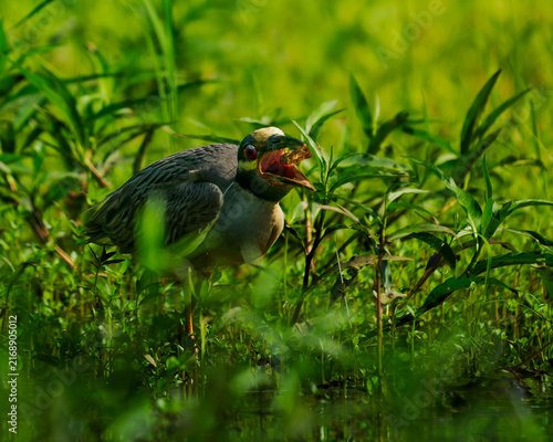 Foto Yellow-crowned Night Heron gulping down invasive cray fish
