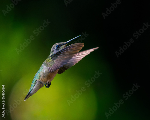 Photography Ruby-throated Hummingbird inflight close up in dramatic lighting