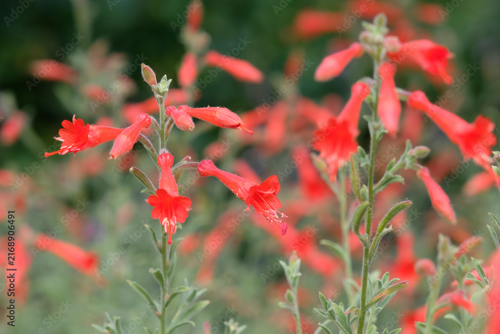 Fototapeta premium Red Epilobium canum, California fuchsia ‘Dublin’ in flower.