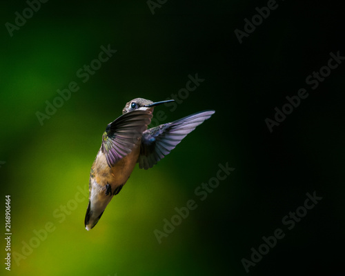 Canvas Print Ruby-throated Hummingbird inflight close up in dramatic lighting