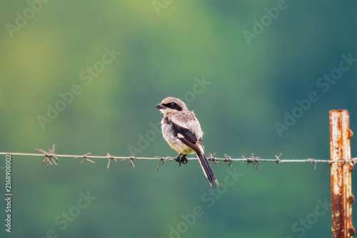 Threatened Loggerhead Shrike in classic pose on barbed wire fence ready to ambush large insects