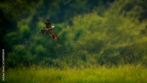 Bild auf Leinwand Mississippi Kite eating grasshoppers in flight over Georgia field