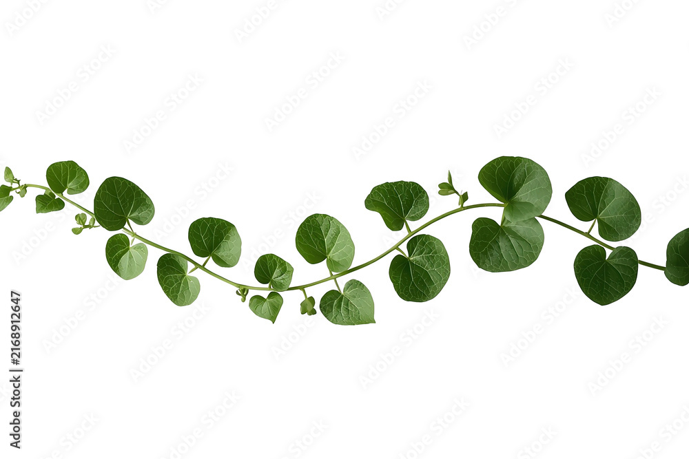 Obraz premium Long green leafy vine with round leaves