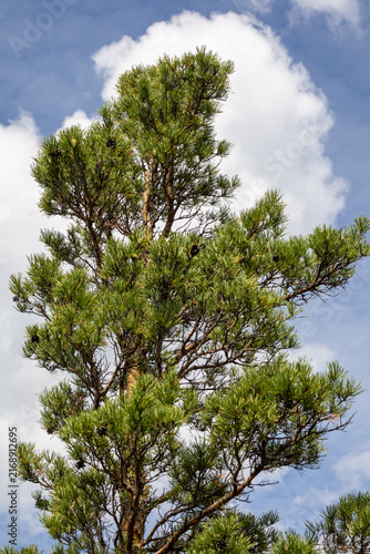 Scenic mountain landscape with a rugged rock formation surrounded by dense evergreen forest and a mature pine tree in the foreground under a dramatic cloudy sky. Natural wilderness scenery, rocky moun