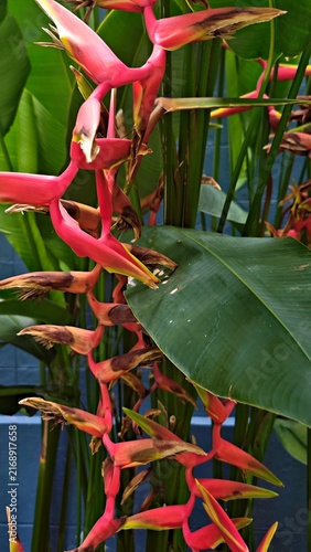 Close-up of vibrant pink Heliconia flowers with large green leaves