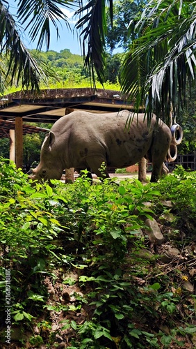 Rhinoceros standing in a tropical enclosure with palm trees