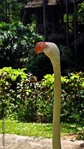 Close-up of a white flamingo head and neck in a zoo enclosure