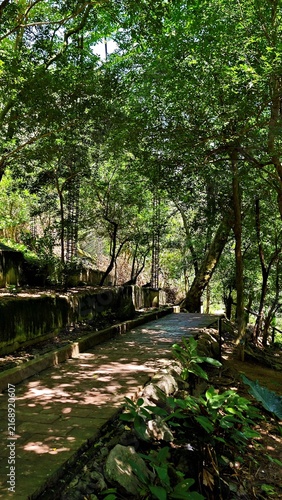 Shaded Forest Path with Stone Walkway