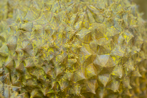 Konstfotografi Extreme macro shot of the sharp, pointed green and yellow thorns covering the thick protective husk of a durian fruit