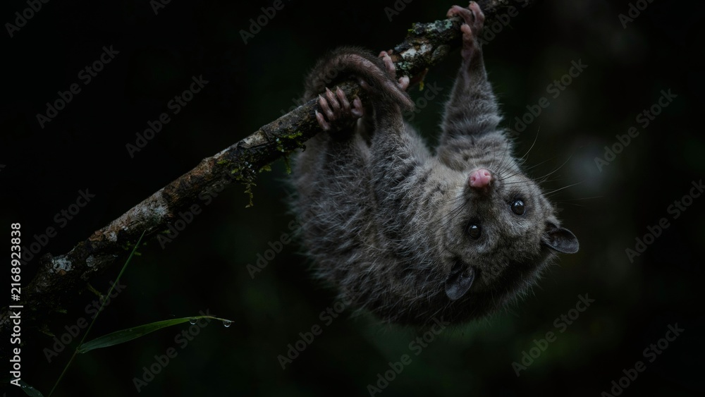 Naklejka premium A nocturnal aye aye lemur hanging upside down from a mossy branch in the dark forest.