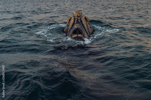 Photography Southern right whale head with barnacles and blowholes emerging from ocean water