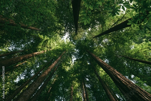 Ascending Through the Canopy of Tall, Lush Trees in a Verdant Forest