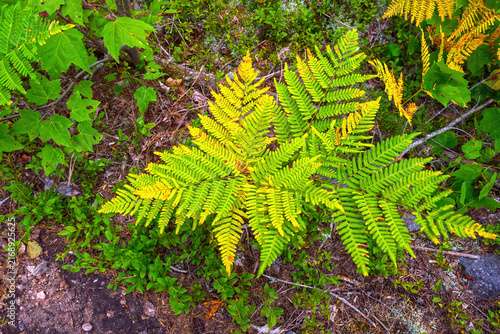 Colorful Ferns Deep in the Boreal Forest