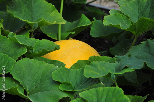 Bild auf Leinwand Close up of a yellow pumpkin growing beneath broad green leaves
