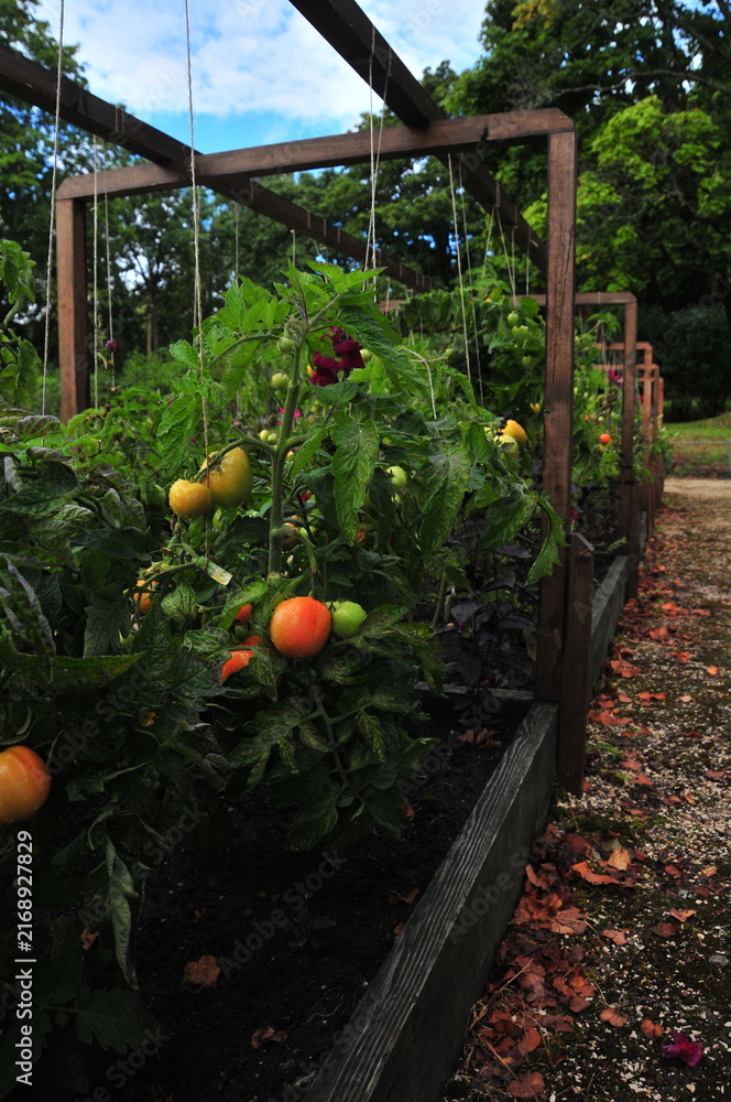 Fototapeta premium Lush tomato plants growing along a wooden trellis in a cultivated vegetable garden with ripening fruits and dense green foliage. Home gardening and horticulture concept featuring seasonal harvest