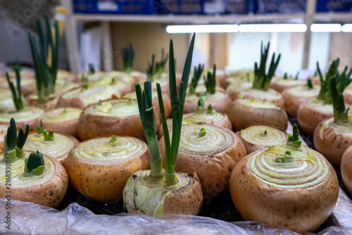 фотографія Onions growing with green shoots in a farm setting with several plants visible