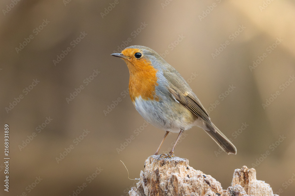 Fototapeta premium European robin perched on a weathered tree stump