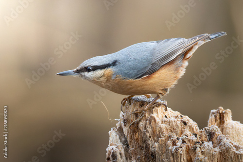Obraz na plátně Eurasian nuthatch in a horizontal pose on a weathered stump