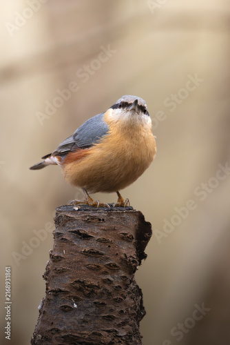 Obraz na plátně Eurasian nuthatch perched upright on a cut tree stump