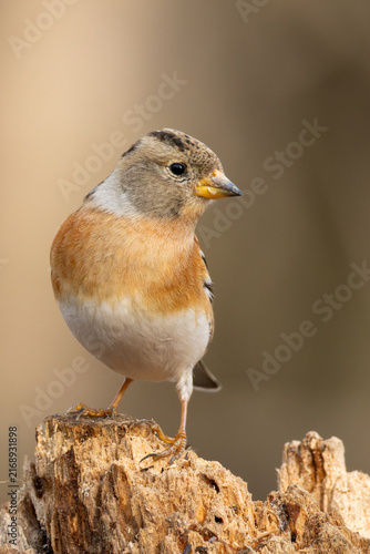 Brambling in winter plumage perched on a weathered tree stump