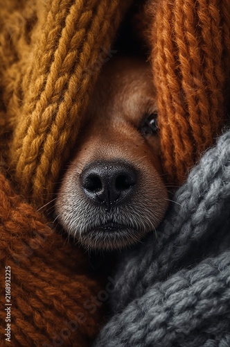 Extreme close-up of a dog's wet nose peeking through knit sweaters.