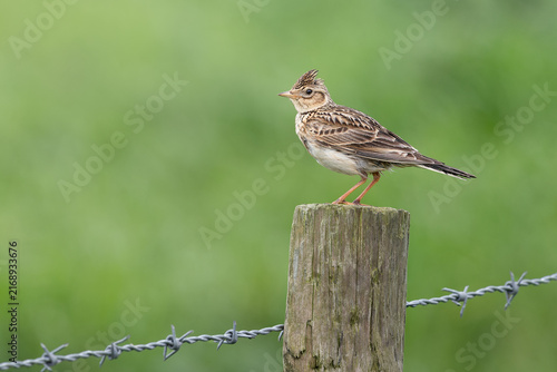 Skylark bird perched on wooden post
