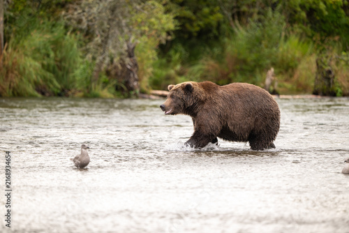 Alaskan brown bear standing in Brooks River