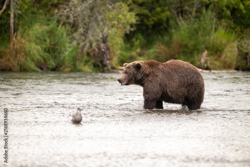 Alaskan brown bear standing in Brooks River