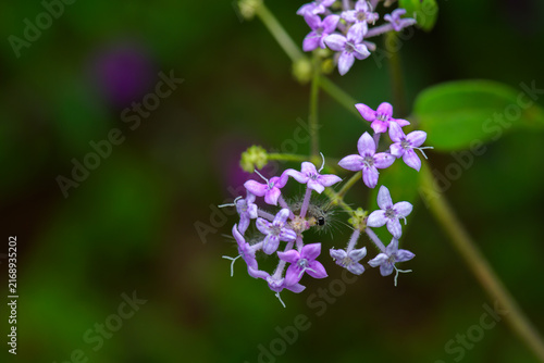 Canvas Print Deceptive starviolet flowers fully bloomed and caterpillar feeding on it