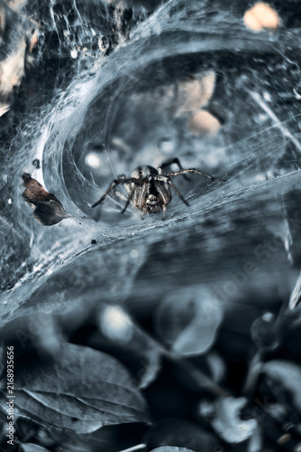 Plakat spider on the web