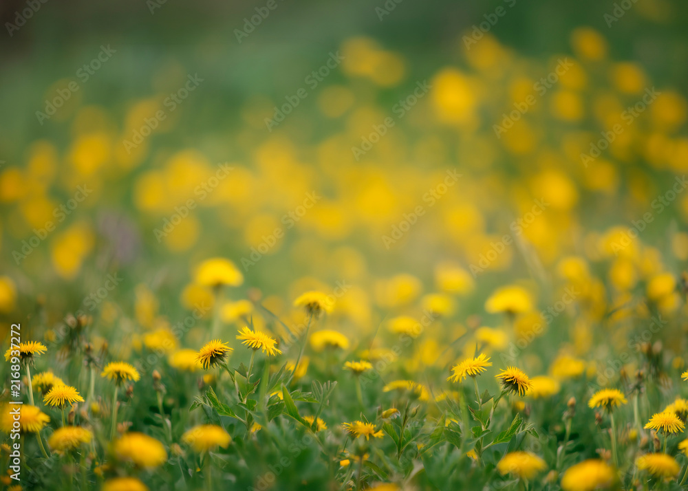 Fototapeta premium Photo Dandelion flower fields digital background. A Dandelion field at sunset digital backdrop. Summer sunrise Dandelion fields. Landscape with yellow field and clouds panorama view. 