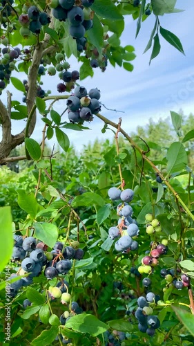 Blueberry branches swaying under blue sky in sunny orchard. Vertical 4K slow motion footage