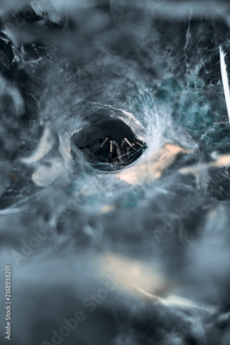 Obraz na płótnie spider on the web