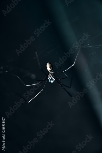 Obraz na płótnie spider on the web