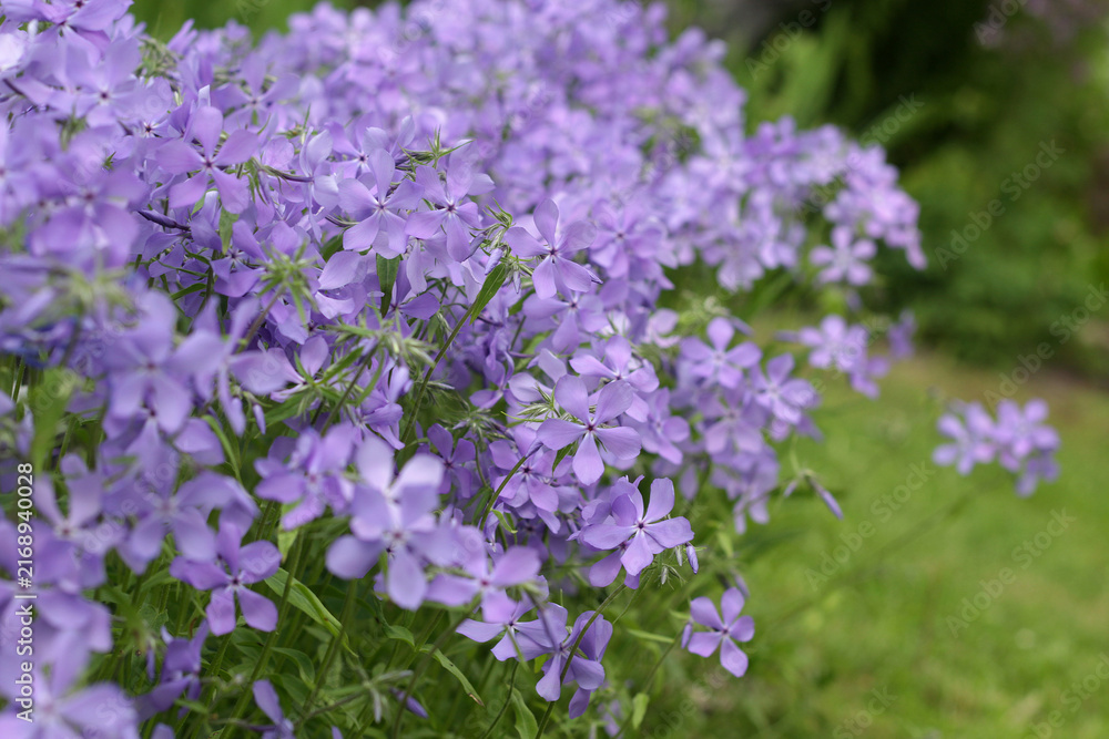Fototapeta premium Soft purple Phlox divaricata flowers