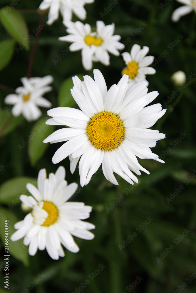Fototapeta premium White daisy flowers in bloom