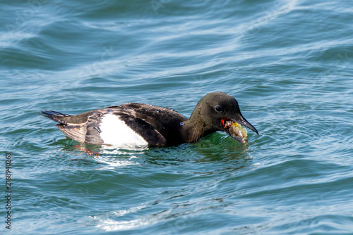 Canvas Print Black guillemot with a fish