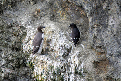 Foto Common guillemot and razorbill on a cliff