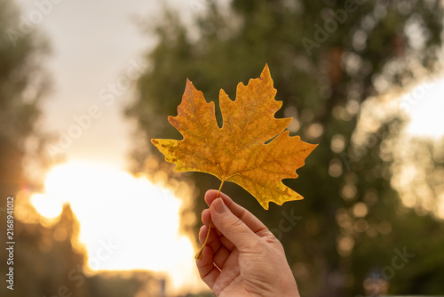 Hand is holding autumn leaf with golden sunset in the background.