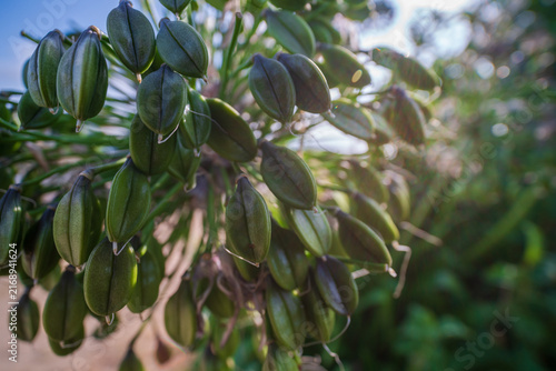 Close up of Agapanthus seed pods hanging on the plant