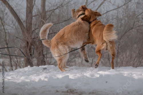 Canvastavla Two dogs playing together in the snow during a winter outdoor walk