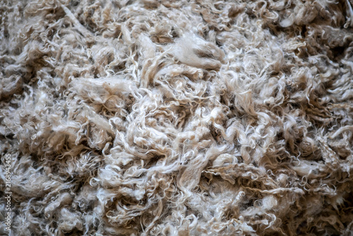 Fotografía Close-up of raw wool fleece texture.