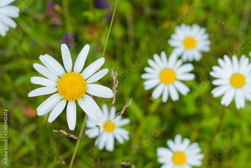 Close-up of common chamomile growing on the hiking trail to Helags
