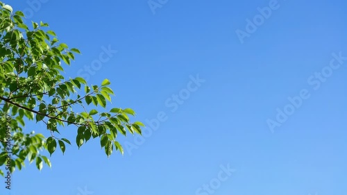 Fresh Green Tree Leaves Swaying Against Clear Blue Sky with Wide Copy Space, Natural Summer Background