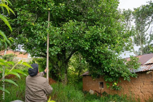 Senior man picking apples with a long stick in a rural country house yard in Hidalgo, Mexico.