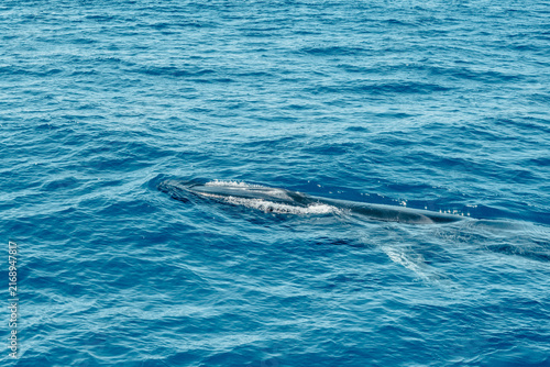Foto Fin Whale In Southern California Waters