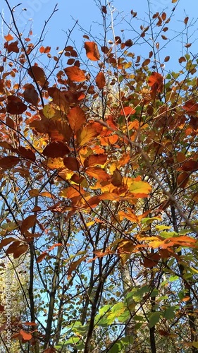 Golden brown beech leaves moving gently on slender branches under bright autumn sky in vertical slow motion footage